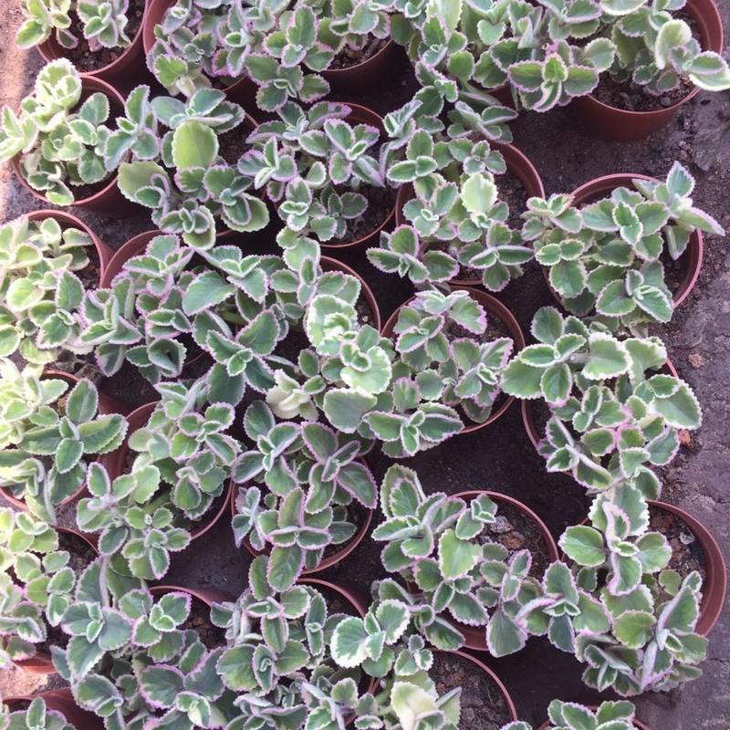 多肉植物碰碰香锦覆轮锦带香味薄荷多肉植物新款办公室盆栽碰碰香锦