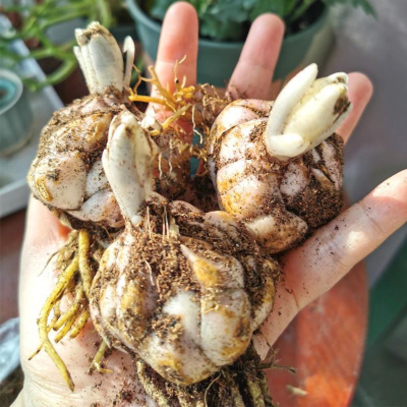 3颗百合种球四季开花室内外花卉盆栽香水百合花种子好养易活重瓣视频