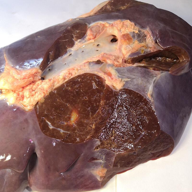 生牛肝5斤新鲜牛副非牛肉产发