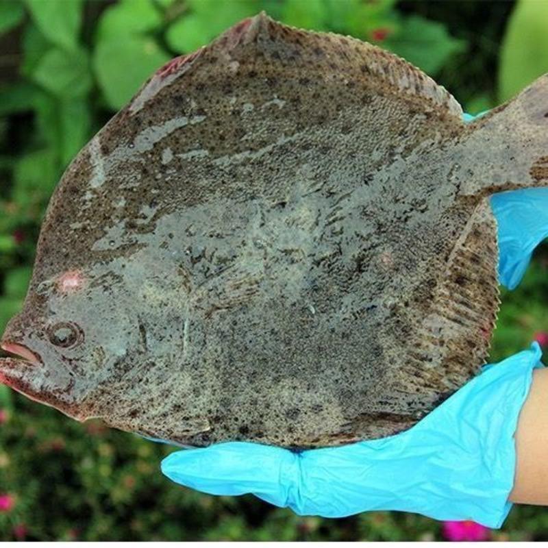 赛卡伊不鲜包退多宝鱼新鲜比目鱼陵鲆鱼海捕新鲜活冻海鲜八宝鱼3条