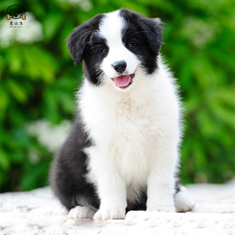 麦比佳 边境牧羊犬幼犬 边牧狗活体纯种血统级中大型边牧犬大骨架三通七白通脖通背牧羊犬高智商宠物狗 公母可视频挑选高清大图