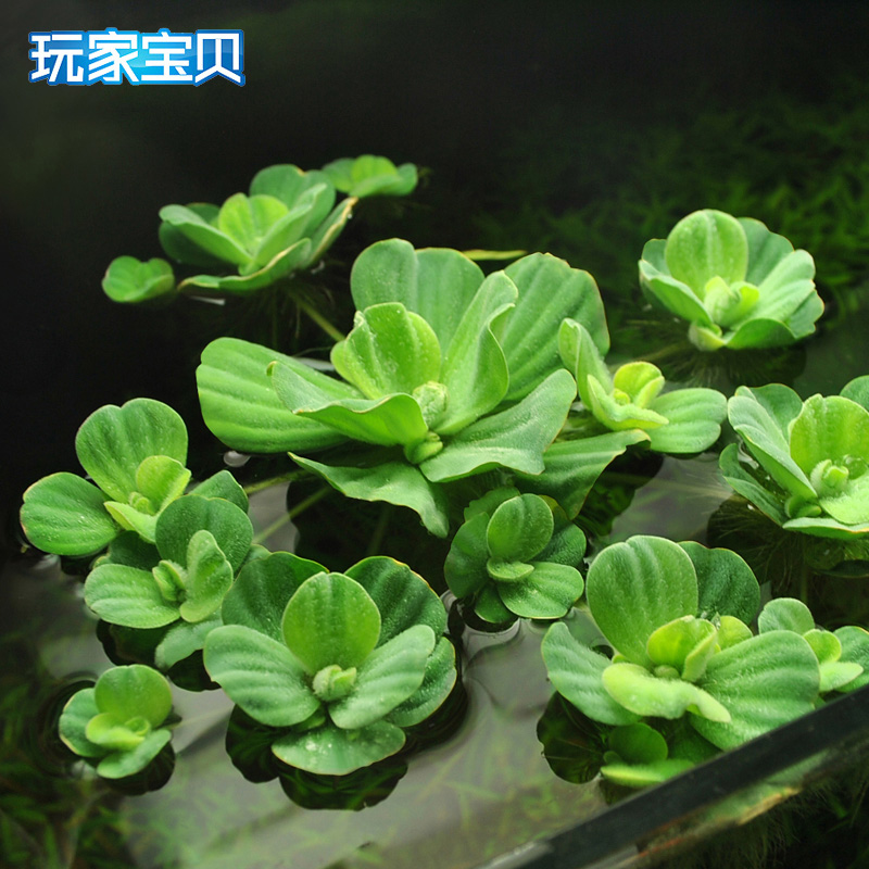 水 鱼缸造景前景爬地矮珍珠天湖荽牛毛毡凤尾苔三角莫丝藻球高清大图