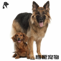狗狗活体德国牧羊犬幼犬活体纯种血统黑背德牧狼狗 护院宠物狗弓背平背狼版警犬牧羊犬锤系德系