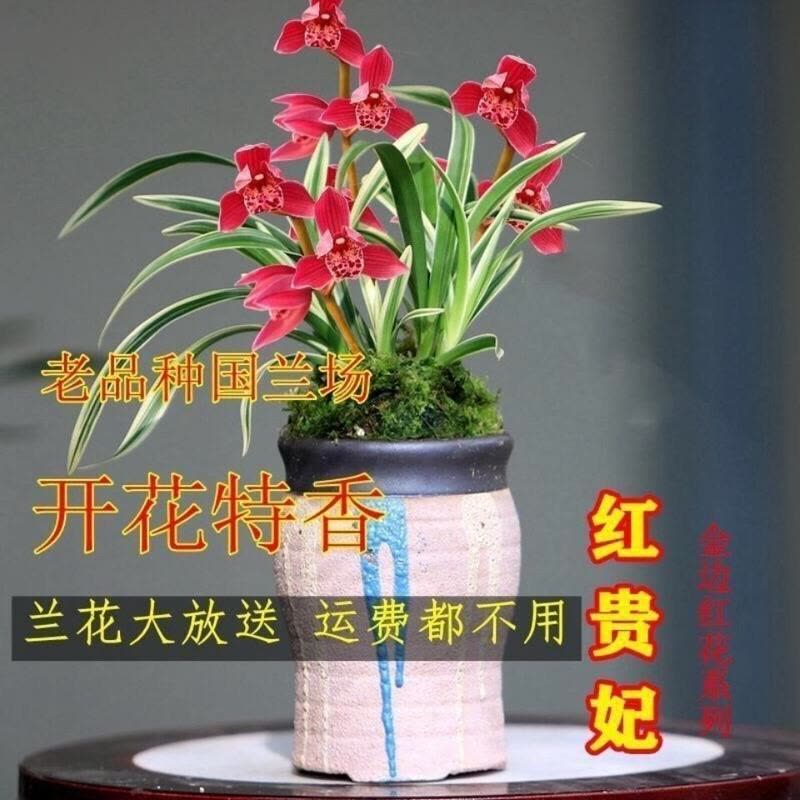 超好卖金边矮种兰花漂亮带边艺四季兰花卉盆栽兰花开花超香玫红素1苗不