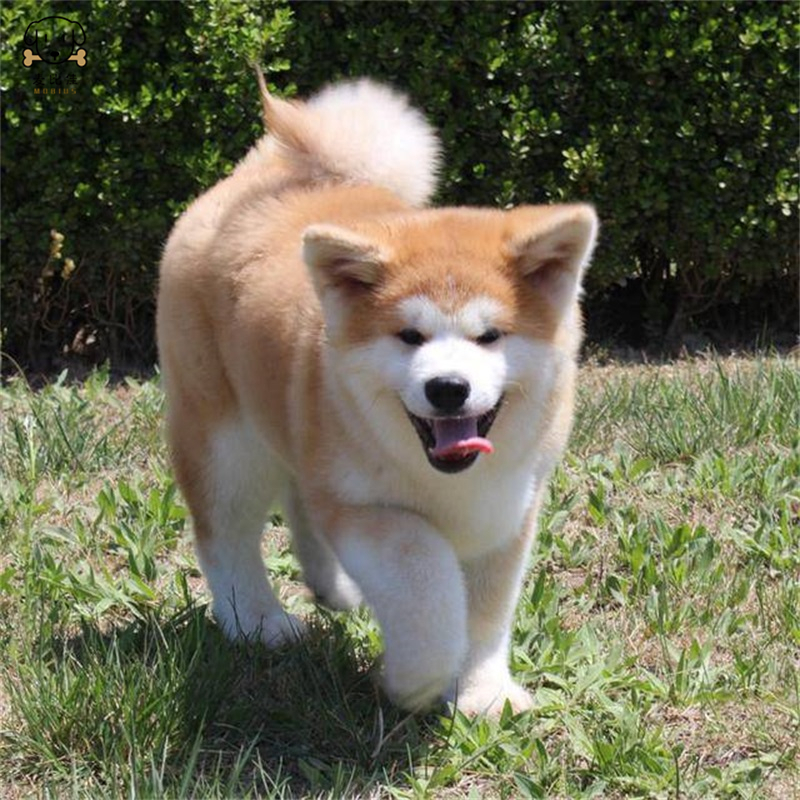 麦比佳 秋田犬幼犬 狗狗活体纯种双血统级大型犬秋田宠物狗 大骨架赛级高品质日系秋田看家护院 忠犬八公狗视频挑选
