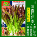蔬菜种子四季播盆栽番茄黄瓜辣椒西瓜籽孑大全罗卜蕃茄苏州青苏番 均码 红油麦菜约500粒