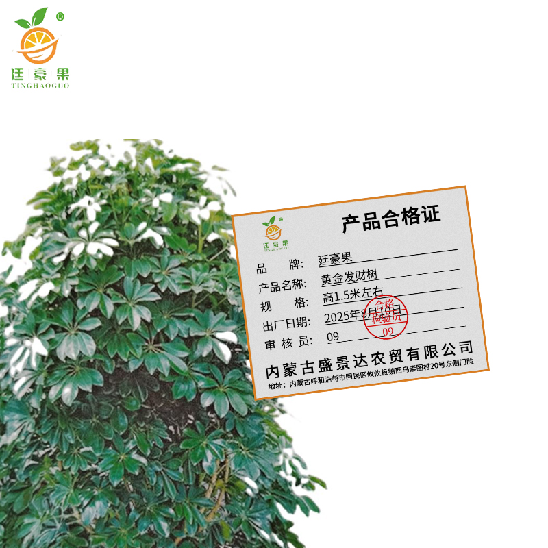 廷豪果 黄金发财树 高1.5米左右 /棵高清大图