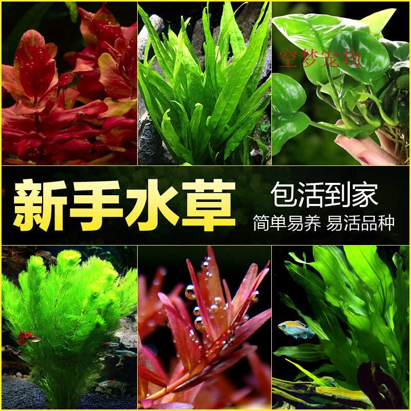 鱼缸水族箱造景水榕沉木水淡水无土植物后景宫廷真水绿菊高清大图