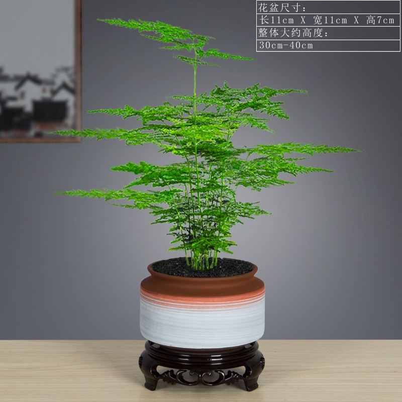 国泰家和 Guotaijiahe 园艺用品国泰家和文竹盆栽 创意微景观盆景植物室内净化空气桌面造型四季常青小绿 特惠限量 文竹 手绘赤霞484 送底座花卉绿植盆栽 价格图片品牌报价 苏宁易购福文姚家居生活专营店