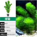 绿菊水草植物鱼缸造景真草水草缸净化造氧懒人套餐阴性蜈蚣草定绿 均码 优质绿菊10盆50-60颗