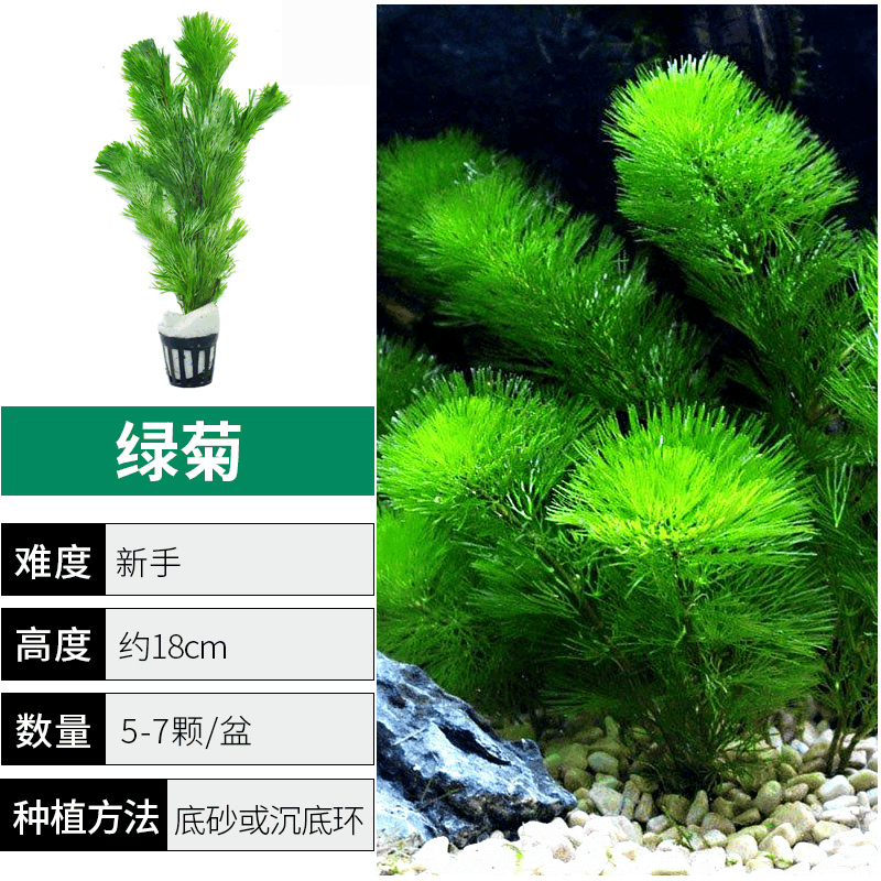 绿菊水草植物鱼缸造景真草水草缸净化造氧懒人套餐阴性蜈蚣草定植图片