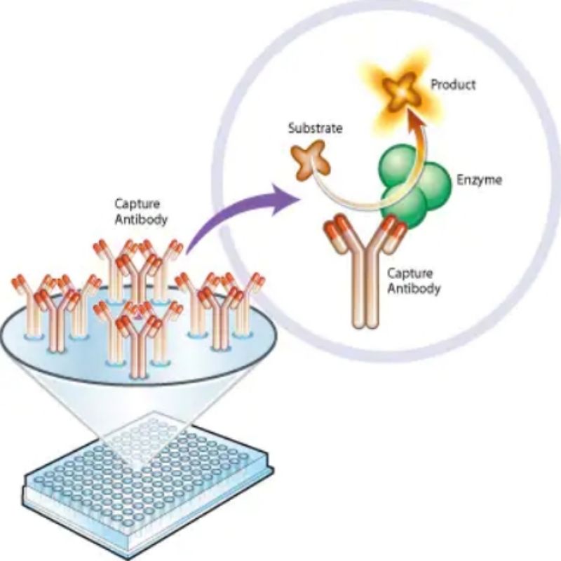 艾博抗 ab109721 Complex I Enzyme Activity Microplate Assay Kit高清大图