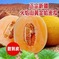 [西沛生鲜]礼盒装 新鲜黄金哈密瓜 致爱密瓜 带箱8斤 新鲜水果黄金哈密瓜应当季网