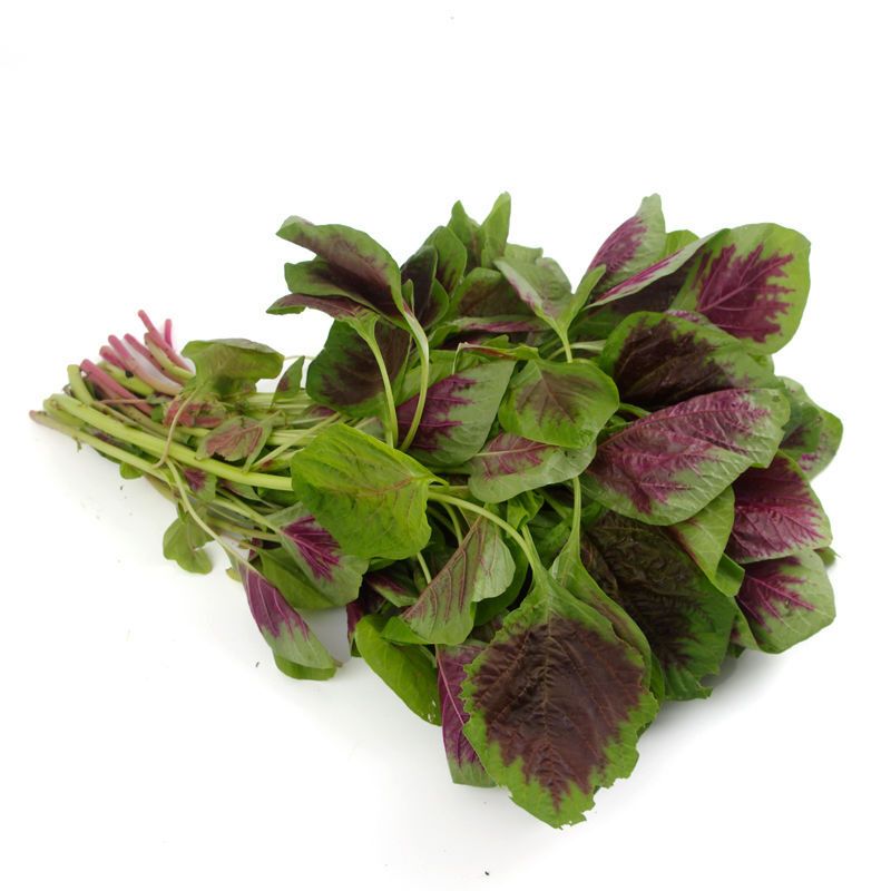 产地直供苋菜斤