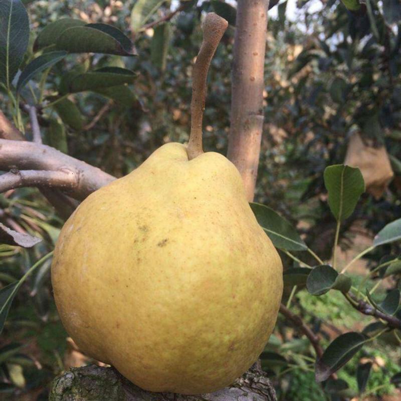 子暄中华丑梨树苗嫁接苗包品种山东威海丑梨苗当年结果南方北方种植