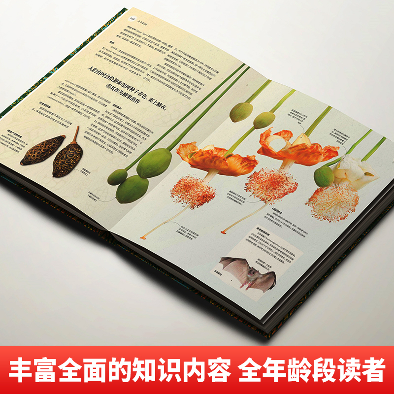 [醉染正版]正版 DK树木大百科 dk儿童百科全书青少年儿童科普类书籍 8-12岁儿童小学生三四五年级课外书科普读物高清大图