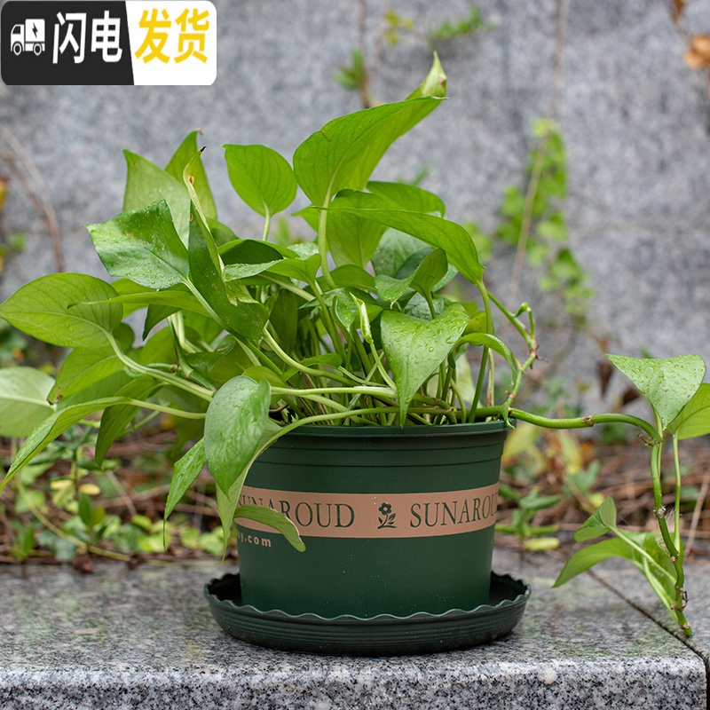 三维工匠塑料加厚矮胖加仑花盆绿萝月季多肉大口径控根加仑盆 高款(绿色)1加仑[10个装]10送2 不含托花盆容器