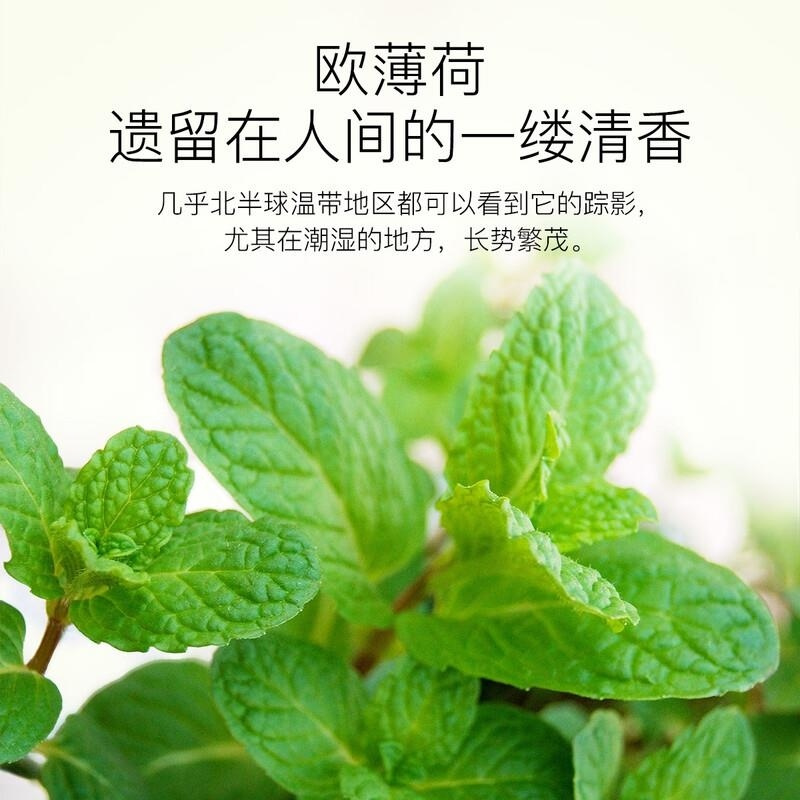 ZRZR法国欧薄荷精油10ml以油养肤面部单方精油脸部护肤 清透毛孔黑头高清大图
