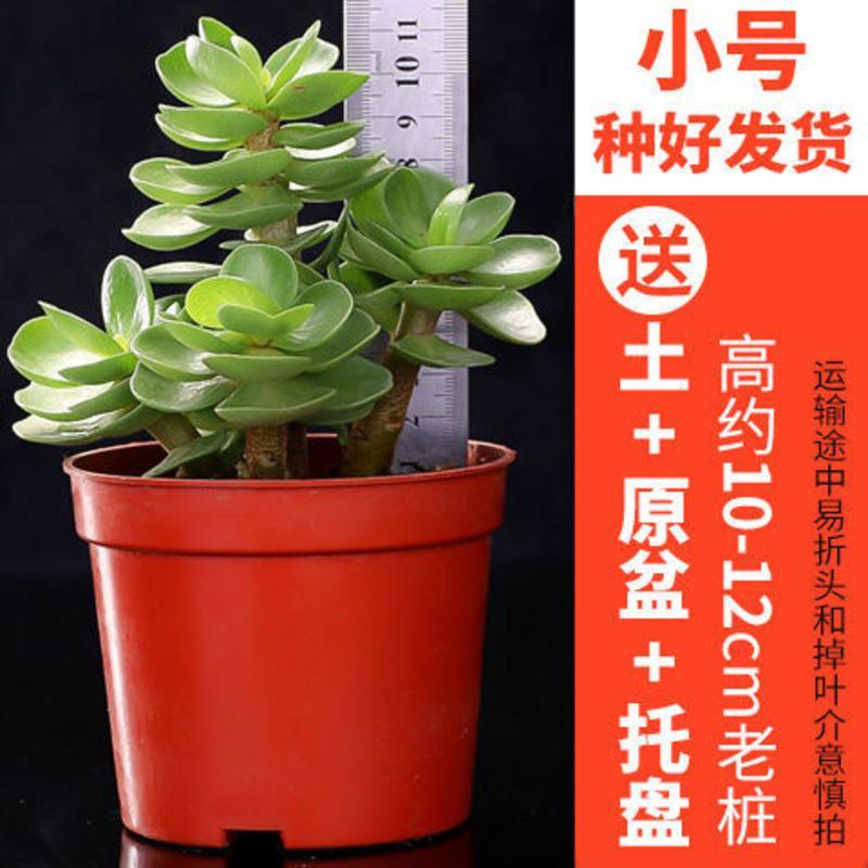 带盆带土金钱木老桩多肉植物发财树花卉肉肉植物绿植盆栽室内好养金钱木小号高10 12cm塑料盆 视频介绍 带盆带土金钱木老桩多肉植物发财树花卉肉肉植物 绿植盆栽室内好养金钱木小号高10 12cm塑料盆 功能演示视频 苏宁易购