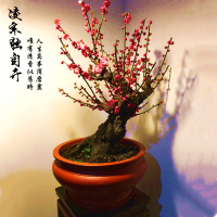 梅花盆景树桩盆栽腊梅苗梅花树苗红梅绿梅花卉绿植梅兰竹菊