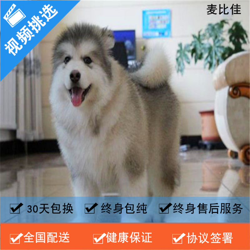 麦比佳 纯种巨型阿拉斯加幼犬活体宠物 熊版十字脸阿拉斯加雪橇犬 双血统烟灰色桃脸阿拉斯加幼崽 巨大型雪橇犬阿拉斯加犬1高清大图