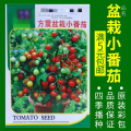 蔬菜种子四季播盆栽阳台庭院辣椒番茄甜瓜黄瓜简单秋易种籽孑大全 均码 盆栽小番茄约80粒