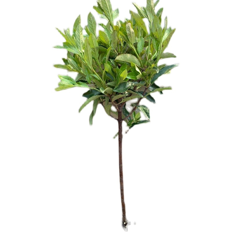 回固山竹树苗山竹果苗南方北方种植四季庭院观赏盆栽地栽