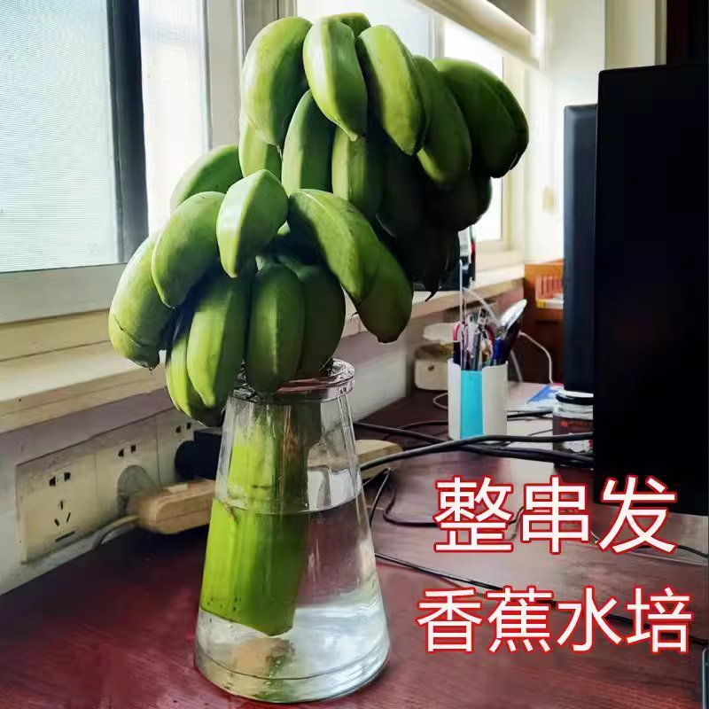 卡片随机[西沛生鲜]新鲜小米蕉 禁止蕉绿 4斤 2-3把 新鲜当季水果 香甜软糯 办公桌绿植