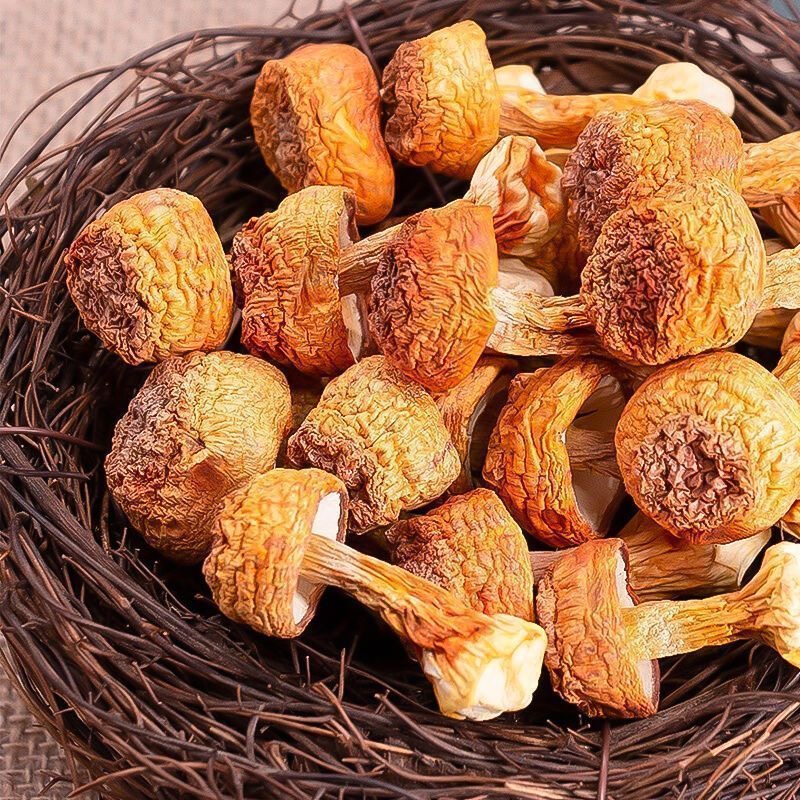 艾提尕姬松茸100克/袋高清大图