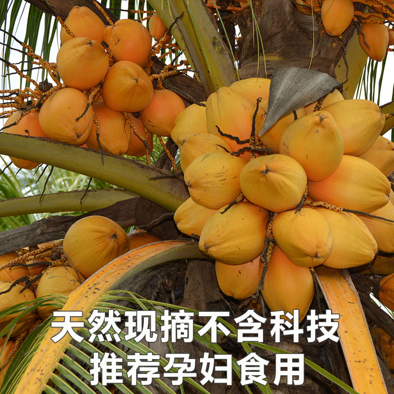 [苏鲜生]海南黄金椰子 热带老椰子 4个装 整箱 热带特产 清甜多汁高清大图