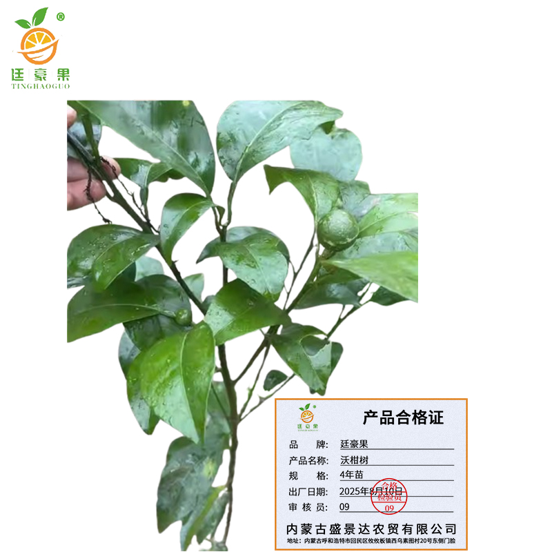 廷豪果 沃柑树 4年苗 /棵高清大图