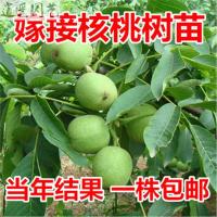 核桃苗8518嫁接苗薄皮核桃树苗南方北方种植盆栽地栽果树苗-网10年苗(拍下品种备注51cm(含)-80cm(含)