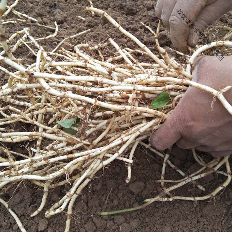 汶优香(wenyouxiang)根茎类报价_参数_图片_视频_怎么样_问答-苏宁易