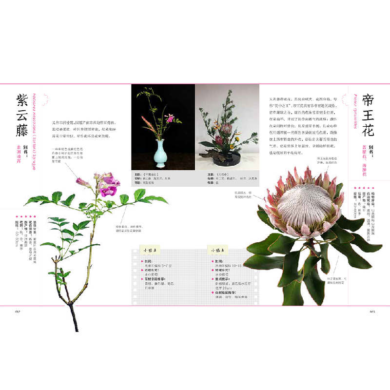 正版新书]超人气! 花艺素材图鉴唐秋子,胡晓娃 著;凤凰空间 出高清大图