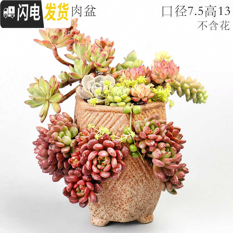 三维工匠园艺用品报价_参数_图片_视频_怎么样_问答-苏宁易购