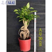 绿宝树桩造型微盆景平安树幸福树小盆栽办公室内观叶常绿植物高30厘米带盆栽好高35厘米带盆栽好