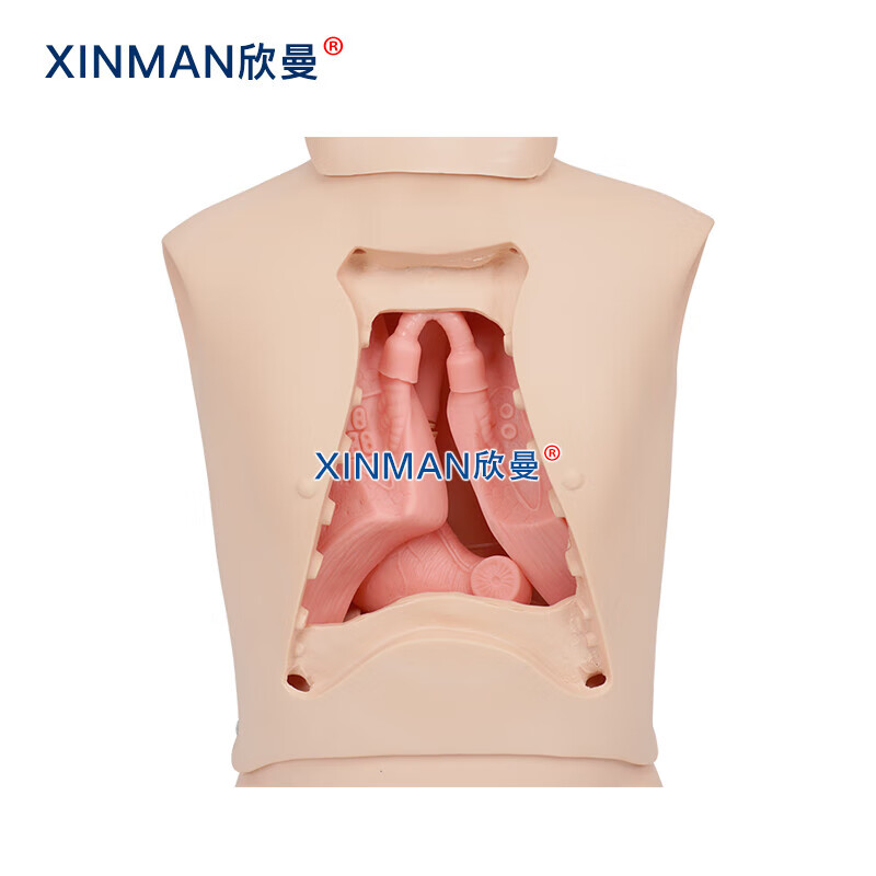 欣曼科教 高级鼻胃管与气管护理模型 鼻饲模型 鼻胃插管模拟人XM-BWG高清大图