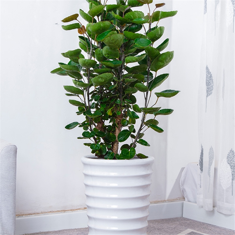 花知趣金钱兜大盆栽圆叶钱多多盆景客厅办公室中大型送礼植物室内绿植