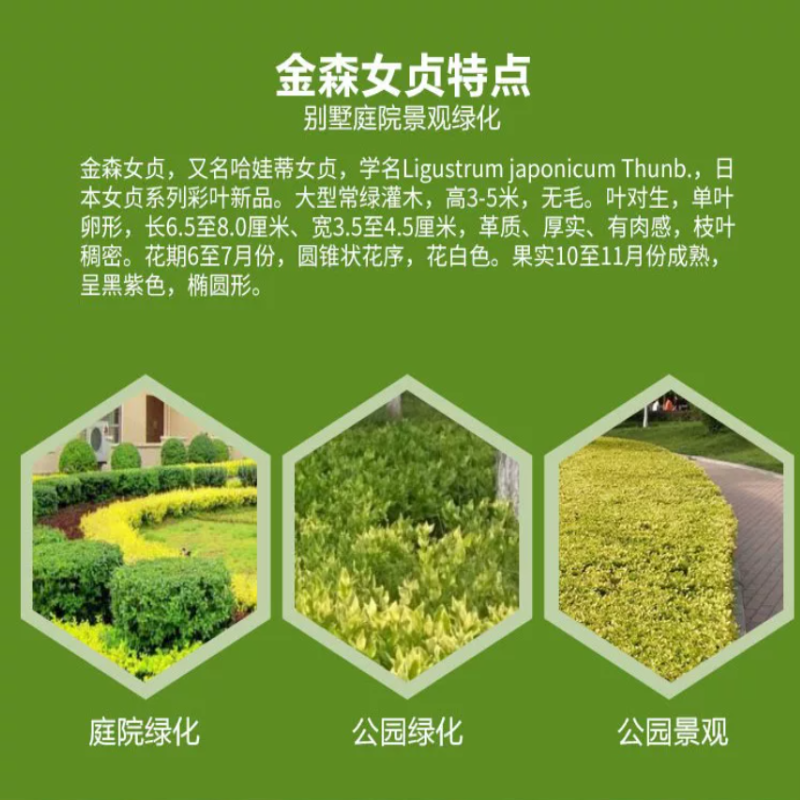 诚智旺 金森女贞 40cm/株高清大图