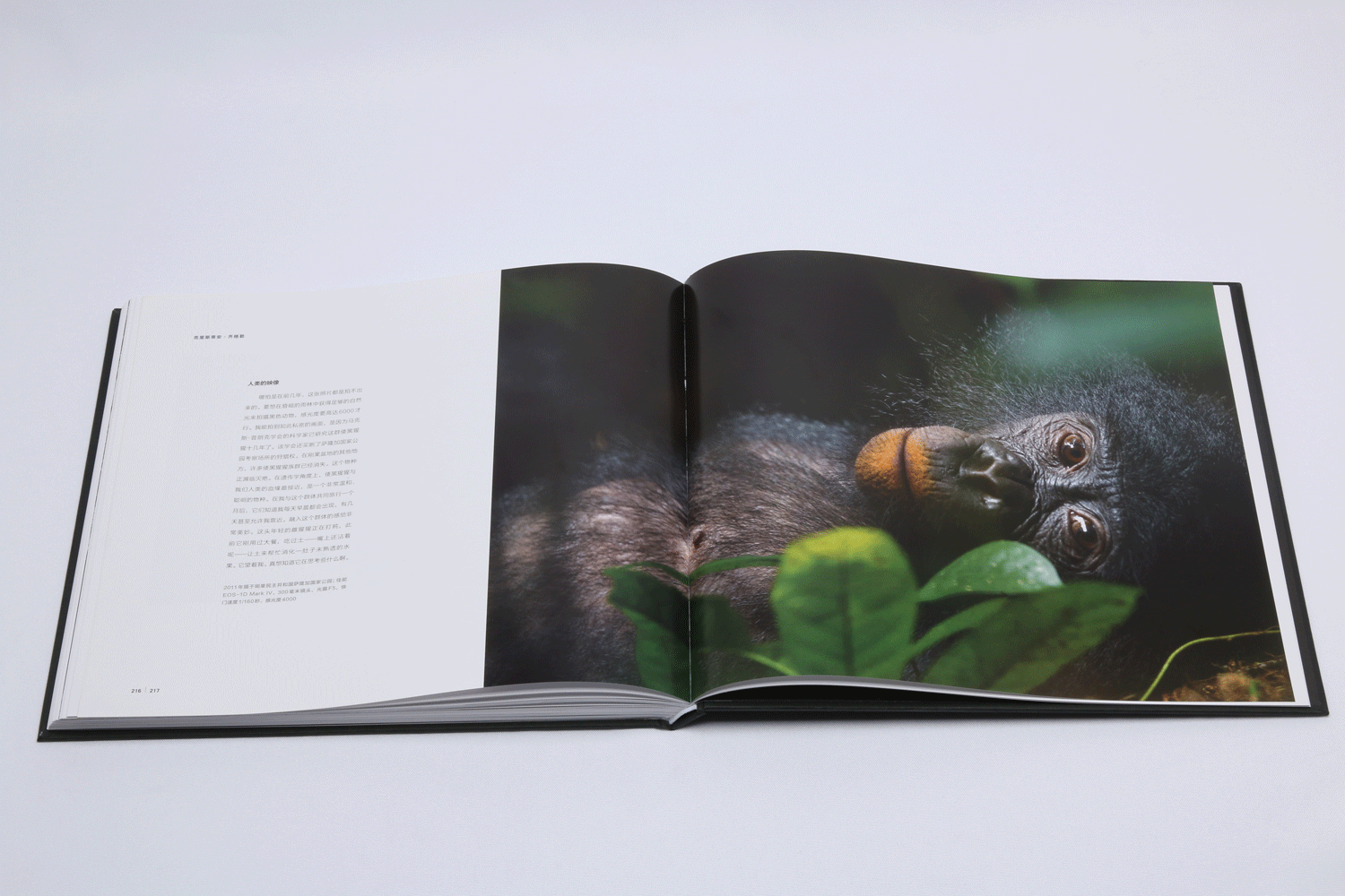 [正版]《荒野之歌》国际生物摄影年赛精选,直击心底的艺术杰作,自然摄影大师经典之选。高清大图