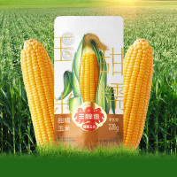 三胖蛋(san pang dan)甜糯玉米新鲜真空包装加热即食黄玉米棒粗粮代餐 228g*9穗礼盒装