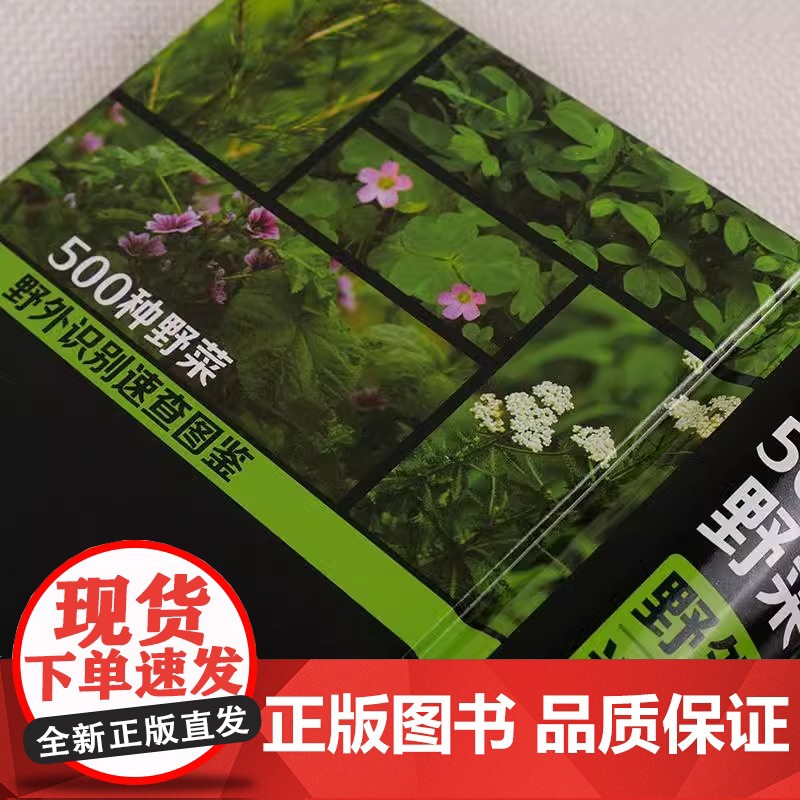 500种野菜野外识别速查图鉴 野菜识别特征实用方法 中医草药材识别图大全 生活常识中草药有毒植物识别图集 自然科学植物学高清大图