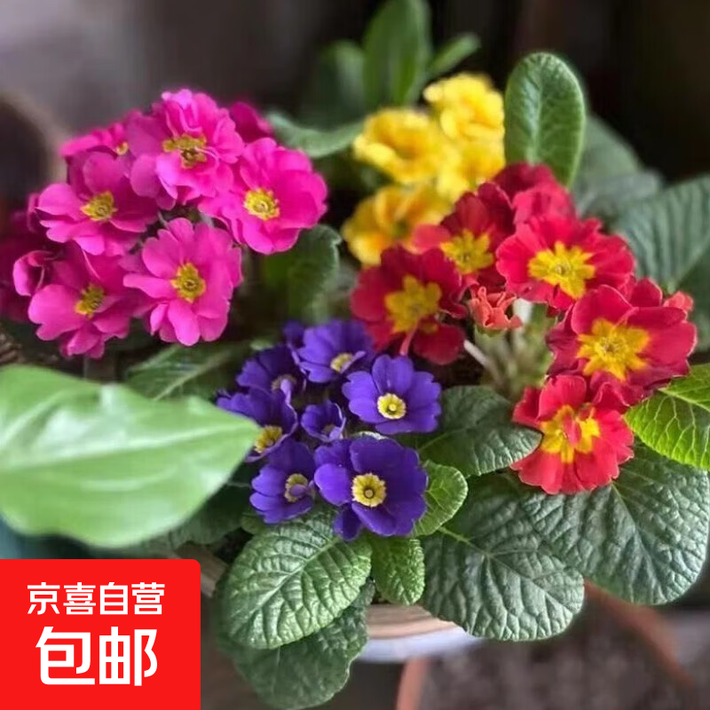 欧洲报春花株高10-20cm,冠幅20-30cm高清大图