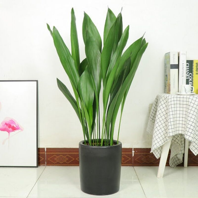 回固一叶兰盆栽耐寒植物长叶兰室内办公室观叶绿植兰花