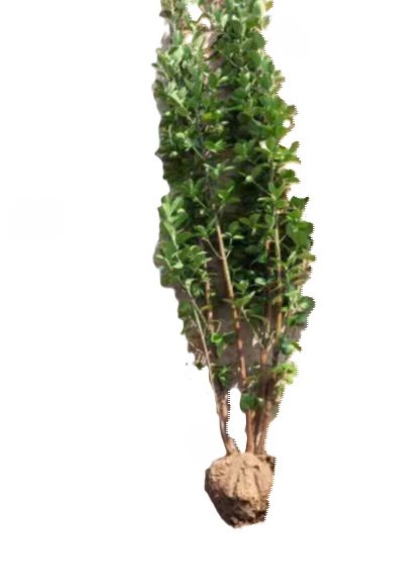 诚智旺 北海道冬青苗 高1.6-1.7m10棵 /捆高清大图