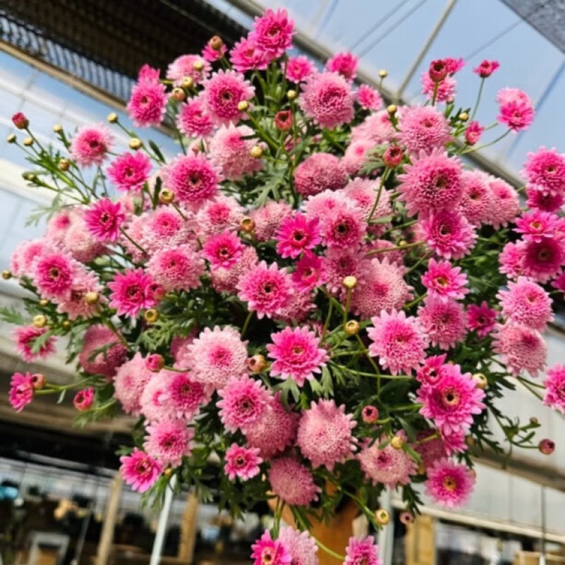 玛格丽特(花朵直径3-5厘米)株高20-40cm,冠幅20-30cm高清大图