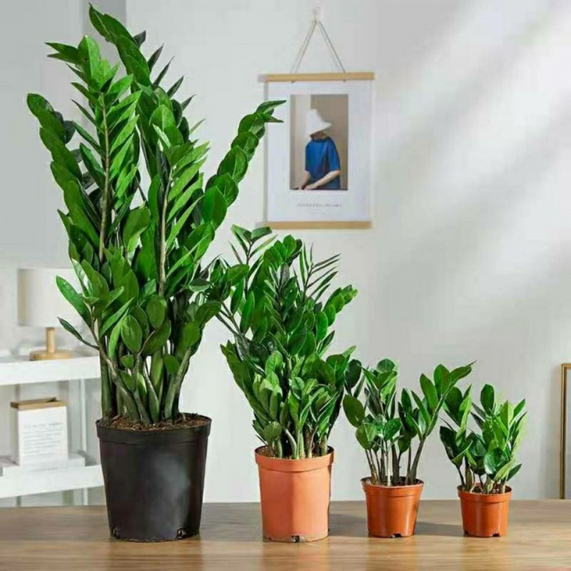 室内花卉客厅四季常青好养绿植桌面摆件植物小盆景hotbee四季常青阳台