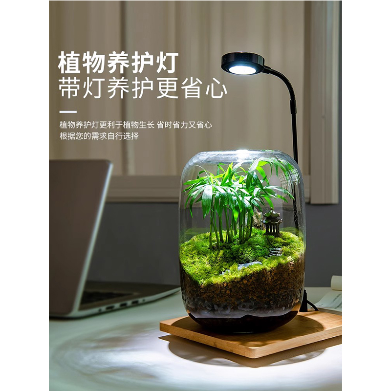 生命之树苔藓微景观创意桌面生态缸高清大图
