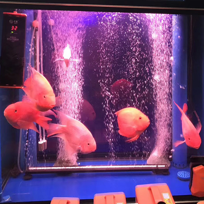 鱼缸活性炭过滤材料水蛋白棉去除腥臭椰壳碳水族磁力宝滤材高清大图