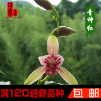 建兰四季兰兰花苗夏带花苞出售好养易活绿植花卉盆栽收藏店铺并购买送兰花专用肥不含盆